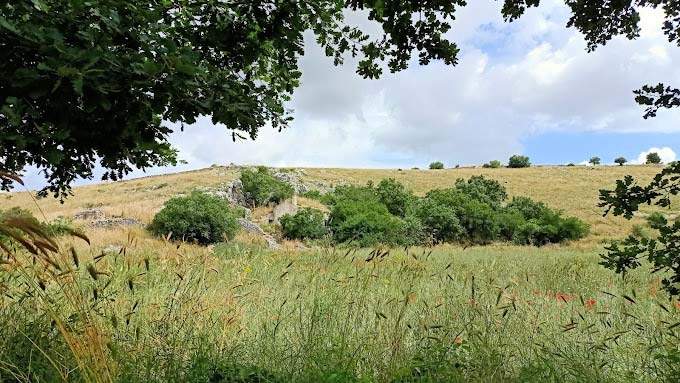 La masseria incorniciata da una quercia